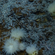 Illustration for article titled The First Pictures of Life in the Deepest Ocean Vents Ever Discovered